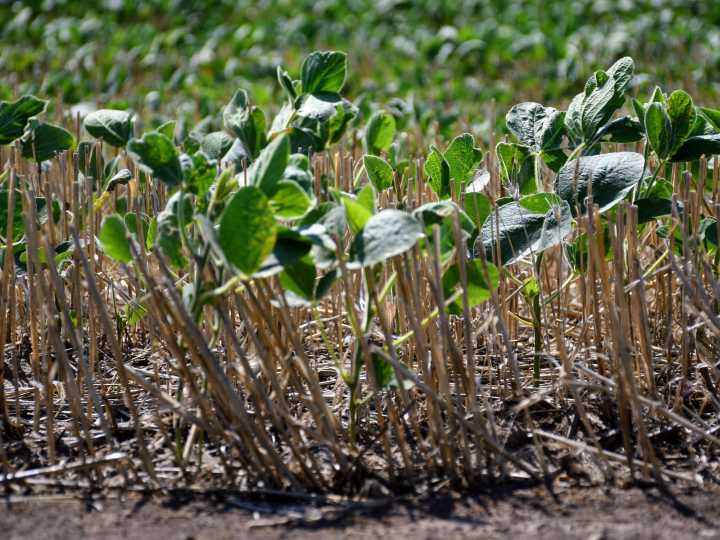 Tras la histórica campaña de trigo, aconsejan ajustar la estrategia de fertilización en soja de segunda