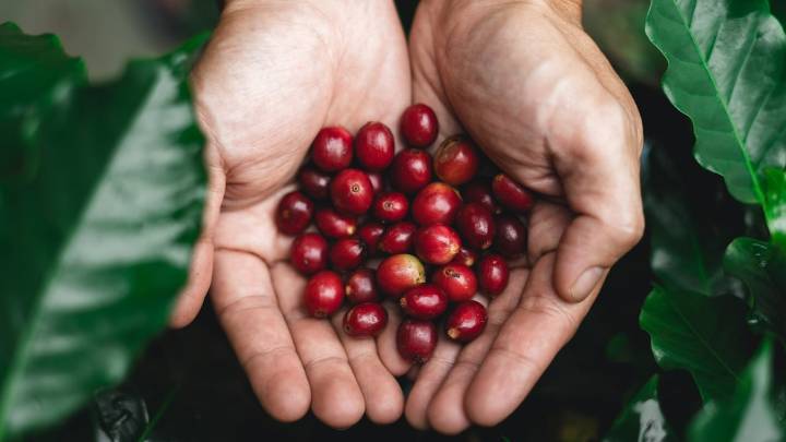 Pequeños caficultores enfrentan déficit de capital operativo pese a precios históricos del café