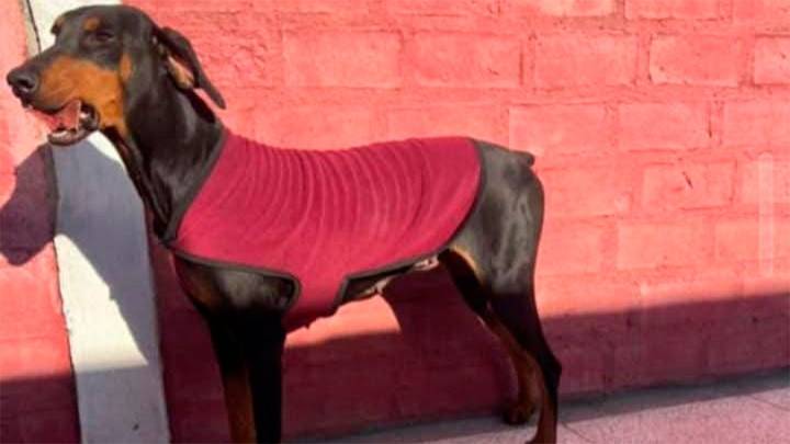 Desesperada búsqueda de Luna, una perrita perdida en el barrio El Rincón