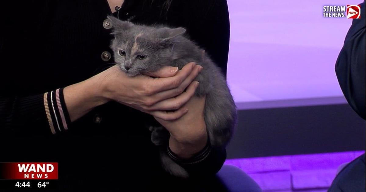 WAND's Happy Tails featuring Ravioli and Aqua