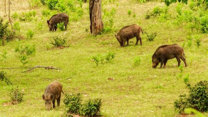 Hallados otros ocho jabalíes muertos en la zona del brote de peste porcina africana