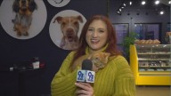 DC SPCA waiving adoption fees to clear the shelters amid move