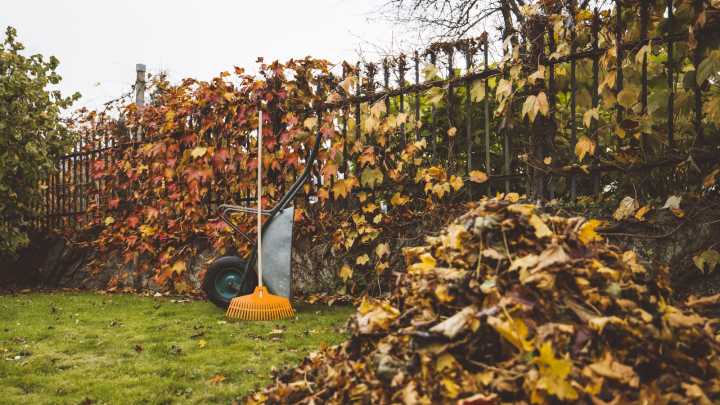 Don't Forget This Important Fall Yard Task (It Could Cost You Big Time)
