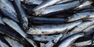 Alerta en el mar peruano: segunda temporada de pesca de anchoveta Norte-Centro 2025 se abre con apenas 500.000 toneladas