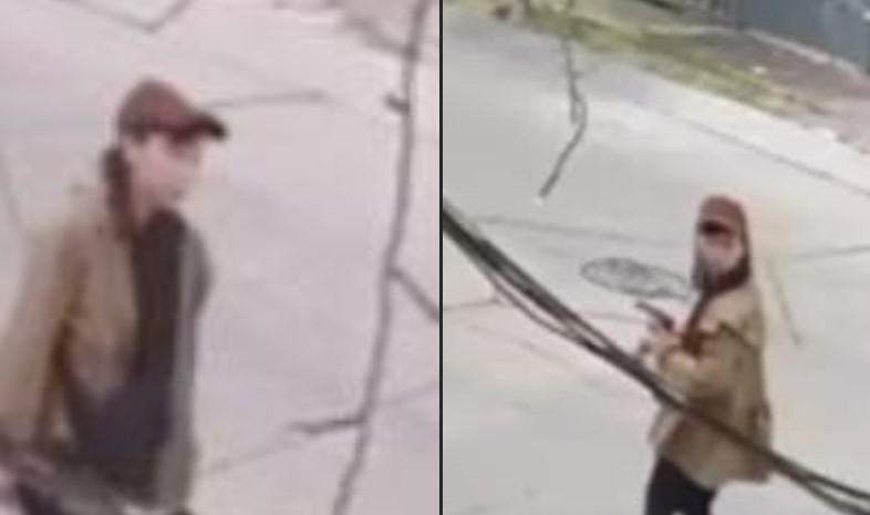 Alertan por nuevas muertes de gatos en León