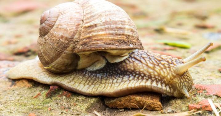 'Professional' thieves steal almost £100,000 of snails destined for Michelin star restaurants