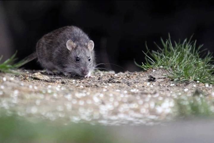 Muerte por hantavirus en Bariloche: el contagio habría sido durante tareas de desmalezamiento