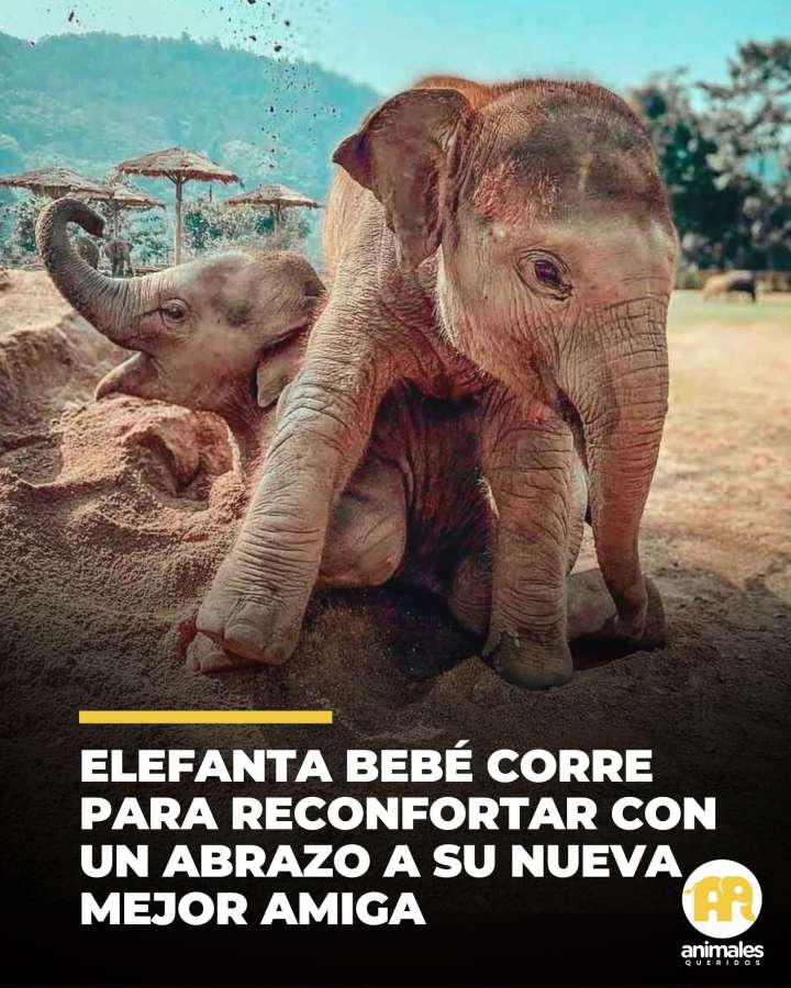 dos crías de elefante nos han recordado el verdadero significado de un abrazo