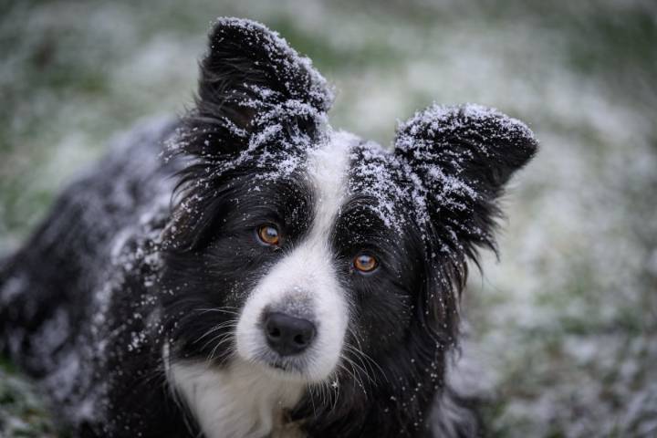 Cold weather and pets: How to keep your furry friends safe this winter