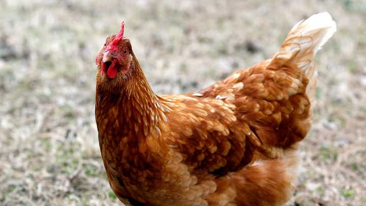 Bird flu case found in Monroe County. What can farmers do?