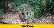 Detectados dos casos de peste porcina en jabalíes de Collserola