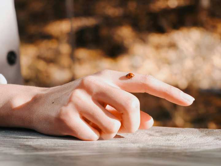 Qué significa que se pose una mariquita, según la psicología