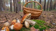 En plena temporada de setas alertan de un peligro: "Algunas son potencialmente mortales"