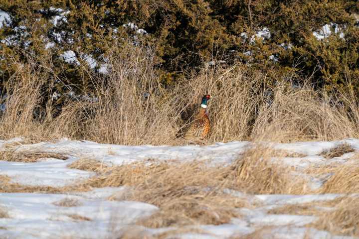 Doug Leier: Late-season hunting provides challenges – and opportunities