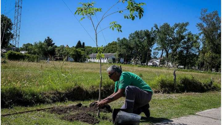 Plan de Arbolado Urbano: la Municipalidad de Paraná realizó una nueva plantación en barrio Cuarteles