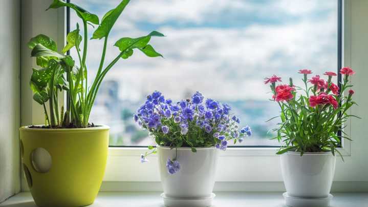 How To Get Your Indoor Plants To Bloom In The Winter