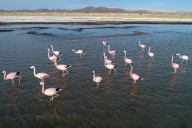 Un día para las aves: cómo se vivió el Global Big Day en los parques nacionales