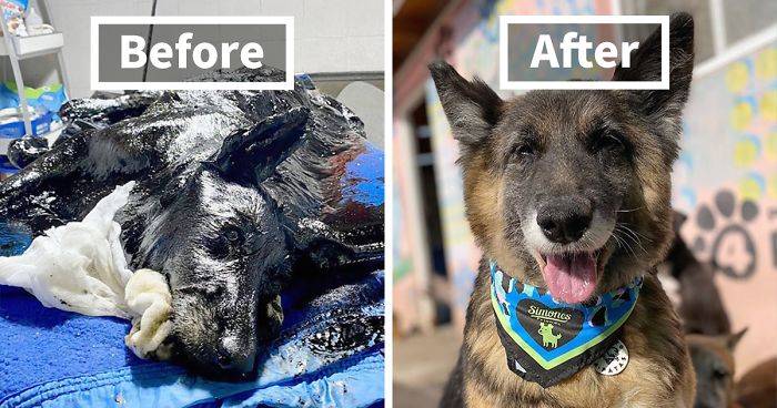 23 Before And After Photos Of Abandoned Dogs That Were Given A Second Chance At Life By This Organization