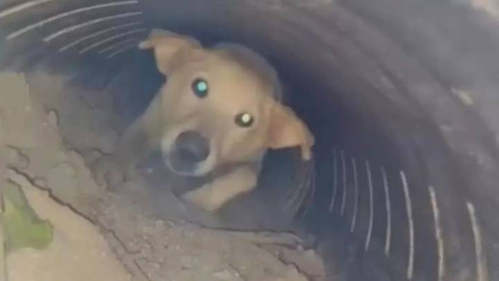 Georgia Family Shocked When Missing Dog Reveals Unexpected Surprise After A Year Away