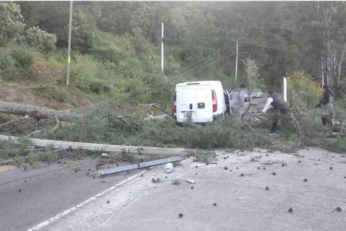 Caída de árbol paraliza tránsito en Tenango
