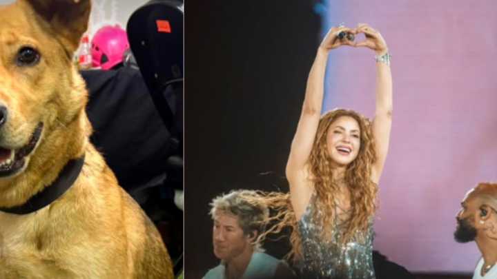 Perrita perdida se coló en el concierto de Shakira en el Vive Claro y ahora buscan a sus dueños