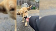 Dog Seen Wandering Mississippi Parking Lot Leads Rescuers To Her Big Secret