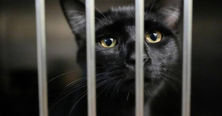 Families on SNAP worry about not just feeding themselves but also their pets