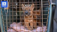 Queensland government denies dingoes could be kept as pets under contentious reclassification