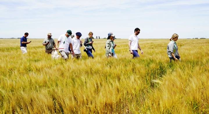 Heladas tardías afectaron a cultivos en zonas de La Pampa y Buenos Aires