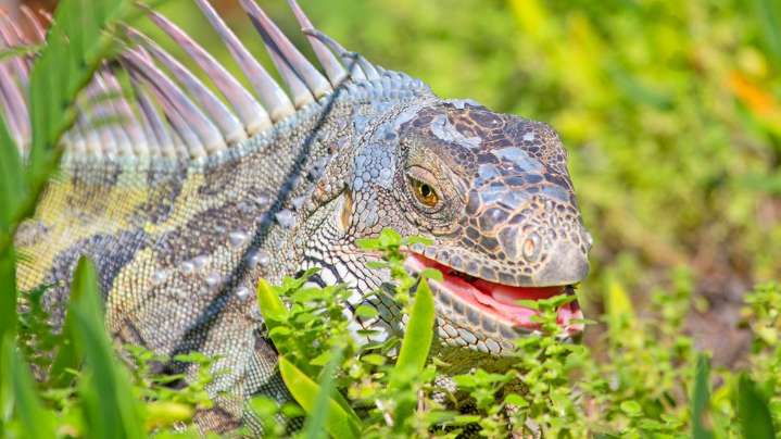 Watch out for falling iguanas! What to know when you see the reptiles in cold weather