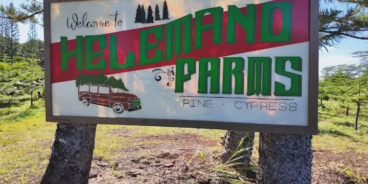 Helemano Farms gets ready for Christmas tree season in Hawaii