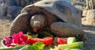 Gramma the Galapagos tortoise, oldest resident of San Diego Zoo, dies at about 141
