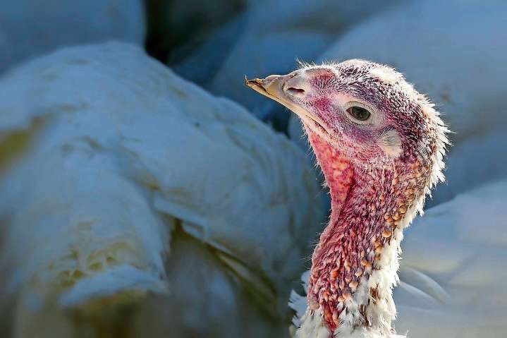 Bird flu detected in 3 more Ottawa County commercial poultry flocks