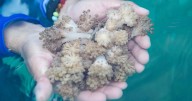 Científicos identifican especies marinas afectadas por un coral invasor
