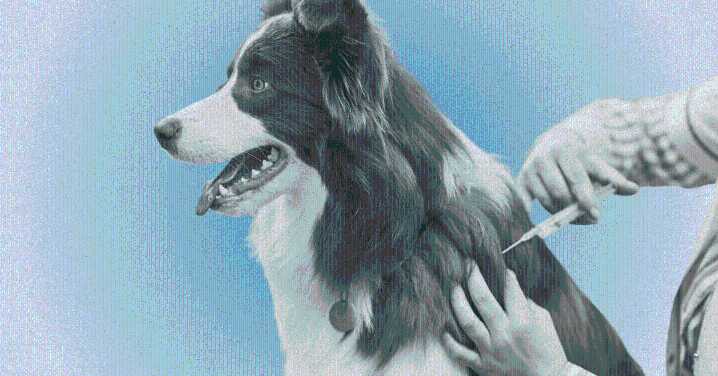 Fewer People Are Vaccinating Their Pets