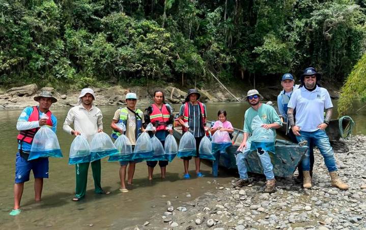 Siembran 5 mil alevinos de Bocachico en el río La Vieja para recuperar el ecosistema y fortalecer la pesca sostenible