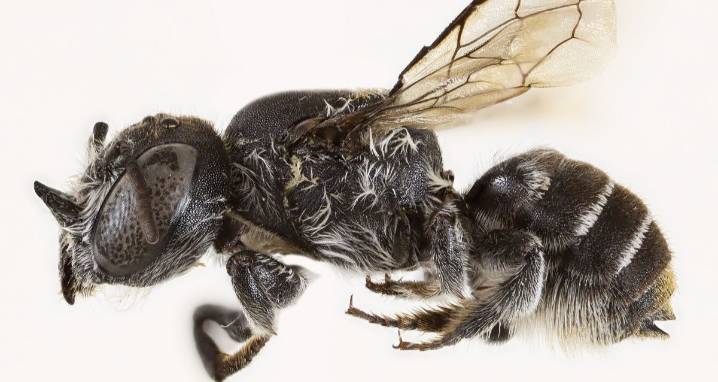 New "Lucifer" Bee Species Discovered In Western Australia