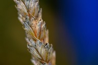 What is Fusarium graminearum, the fungus a Chinese scientist pleaded guilty to smuggling into the US?