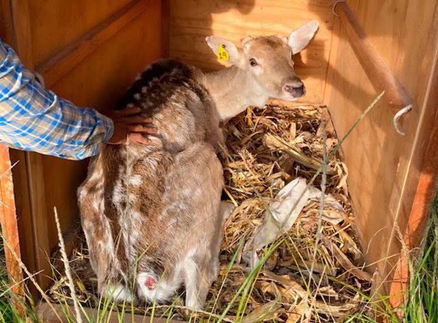 Reubica Profepa a 41 ejemplares que presentaban estrés y peso bajo, en Morelos