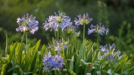 For Endless Spring Blooms, Use These Tips For Overwintering Your Agapanthus Plants