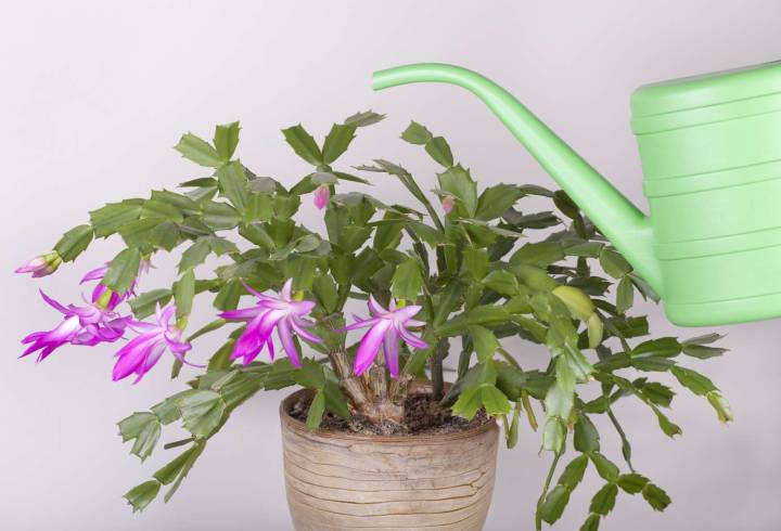 How to Care for a Christmas Cactus So It Blooms Brightly Every Year