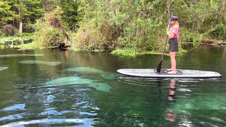 3 Brothers Boards brings visitors to Silver River wildlife