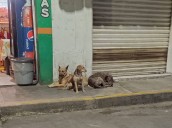 Aumentan ataques de perros en San Salvador Atenco