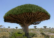 Climate change drives ancient Socotra dragon’s blood tree to brink of extinction