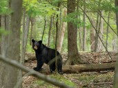 Mystery of the severed bear paw discovered in Barclay Heights