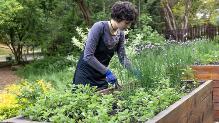 12 Ways To Prep Garden Herbs For Winter So They Come Back Thriving In Spring