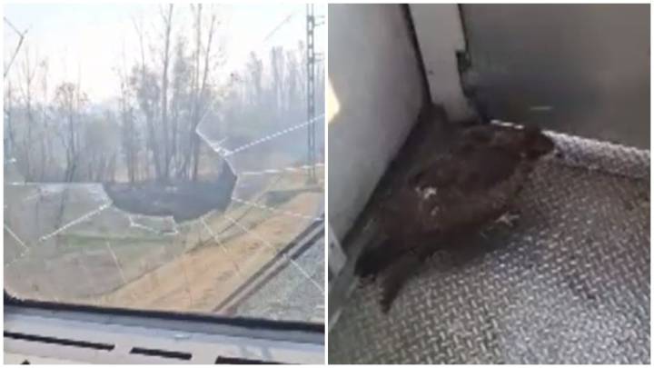 Video: Eagle breaks through train windshield in Jammu and Kashmir, injures locopilot