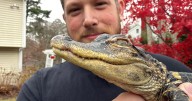 Small alligator rescued from Charles River in Boston