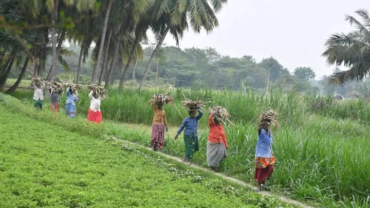 Needed, a cluster based cooperative model