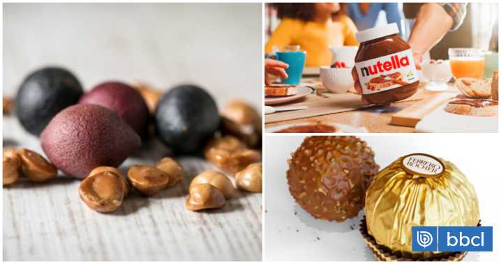La italiana Ferrero destaca uso de avellana chilena para la Nutella y todos productos a nivel mundial